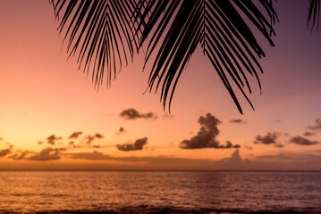 Fototapeta na wymiar palmtree on sunset