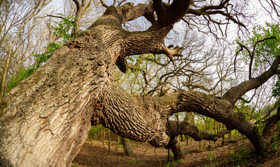 Very old oaks in the Danube delta