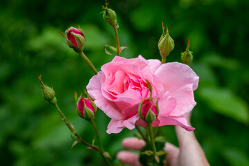 Bud of a pink garden rose in full bloom. Caring for plants and flowers