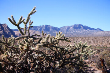 The succulent typical plant of the desert with the Red Rock Canyon on the back