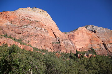 The white and red iconic peaks on top of the green trees of Zion National Park