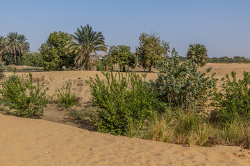 Fototapeta na wymiar Sand and plants by the river Nile, Egypt