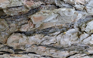 TEXTURA RUGOSA. CORTEZA ÁSPERA. TONOS CÁLIDOS. NATURAL.