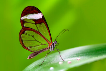 Naklejka na ściany i meble Closeup beautiful glasswing Butterfly (Greta oto) in a summer garden.