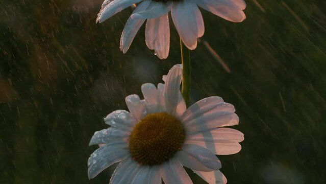 Field of camomiles under shining streamlets of summer rain in a garden in slow motion. Creative. Close up of beautiful flowers in the meadow.