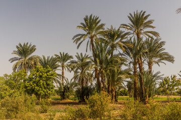 Fototapeta na wymiar Palms by the river Nile, Egypt