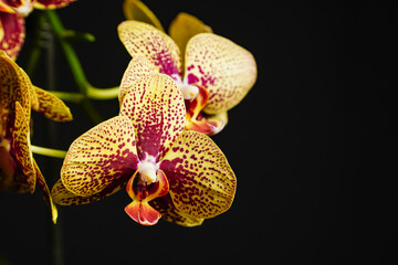 Tiger orchid, bouquet of orchids, water drops on petals, flower background  © Laslo