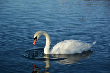swan on the water
