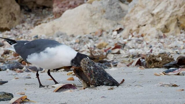 Laughing Gull (Leucophaeus atricilla) eating a clam from a Penn Shell  (Atrina rigida) on a sandy beach on the Gulf of Mexico at St. Pete Beach, Florida.