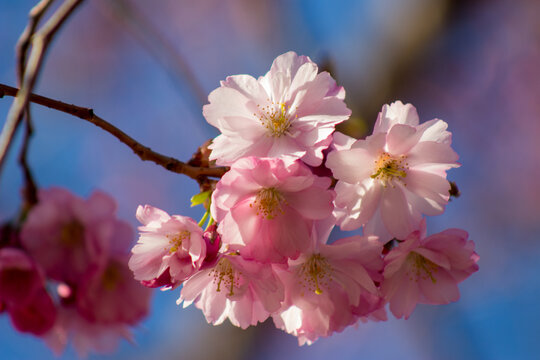 Cherry blossom, Kungstr&auml;dg&aring;rden