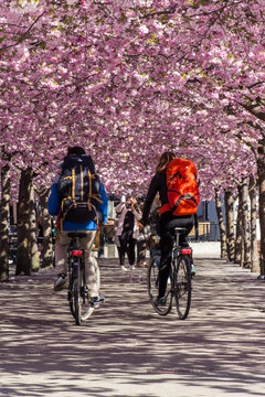 Cherry blossom, Kungstr&auml;dg&aring;rden