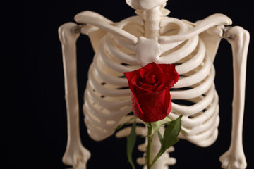 Anatomic Skeleton with Red Rose Heart. Love and Life concept. Focus on flower