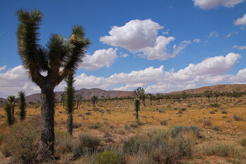 Fototapeta na wymiar The strange trees covering the desert of the Joshua Tree National Park in California