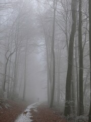 fog in the winter forest with person and dog walking