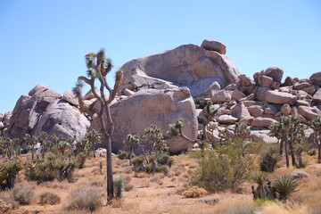 The Yucca tree and the big rocks in the Joshua tree National Park