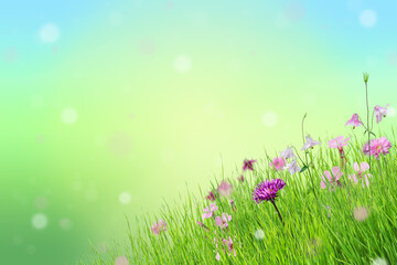 Pink flowers and green grass