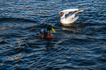 Nice spring birds ducks in lake water with reflections at sunny evening light, wild life and nature