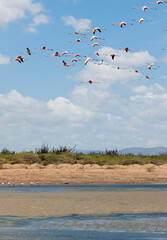 Flamingos in the sea and flying. Colombia. 