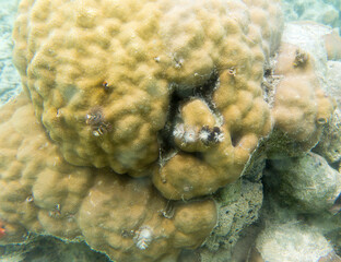 Photo of coral in the sea