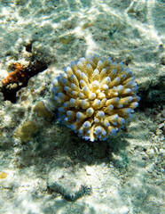 Naklejka na ściany i meble Close up of acropora coral