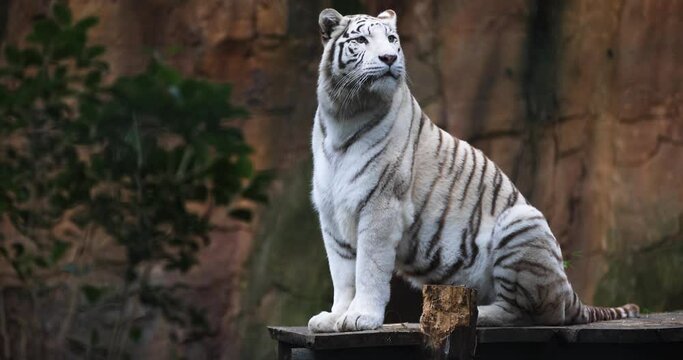 Portrait of a white tiger in the forest