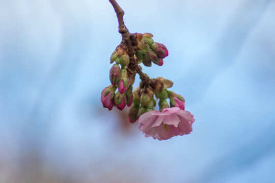 Cherry blossom, Kungstr&auml;dg&aring;rden
