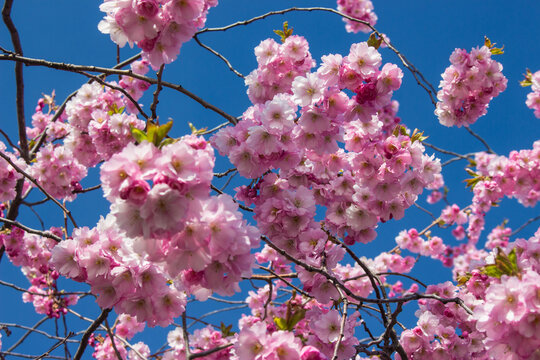 Cherry blossom, Kungstr&auml;dg&aring;rden