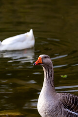 The large, grey goose standing by the pond in the park close-up