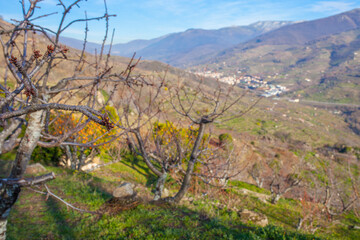 Cherry tree branch on winter. Jerte Valley, Extremadura, Caceres, Spain