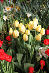 Colorful multicolored tulip flowers in a sunny green spring garden. Flower show.