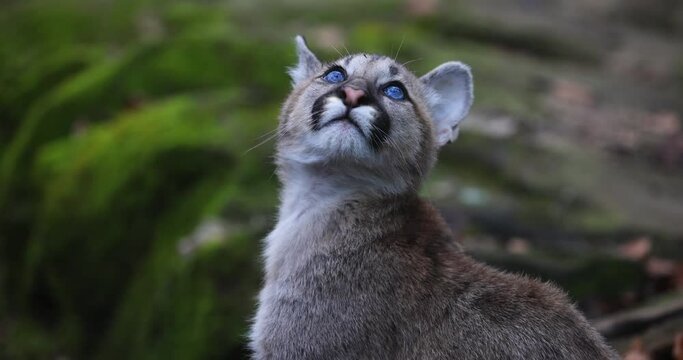 Slow Motion of a Baby Puma Portrait