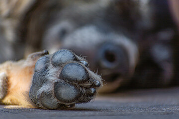 black dog sleeping with its paw in the foreground
