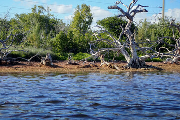 Florida Key Deer on the beach
