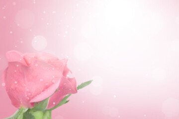 Blurred background with rose of pink color. Can be used for wallpaper, wedding card, web page banner