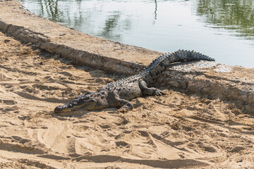 closeup of crocodile resting in captivity in a crocodile farm in the mangroves of tumbres illuminated with natural light