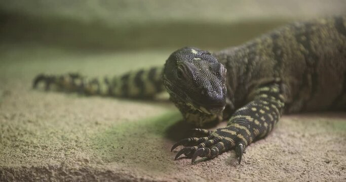 A lizard is resting in the jungle