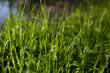 Fresh juicy green grass for summer