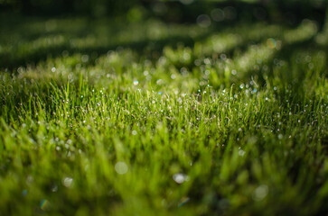 Naklejka premium Fresh juicy green grass for summer