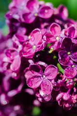 Blooming branch of lilac in the open air blooms in May