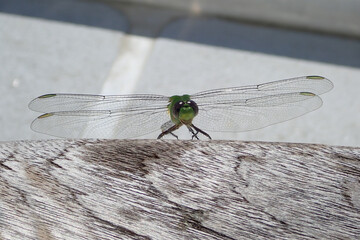 Green dragonfly close-up