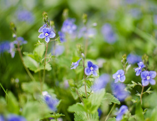 Little spring blue Veronica flowers bloom outdoors