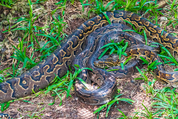 Two pyton snake rest in the grass.