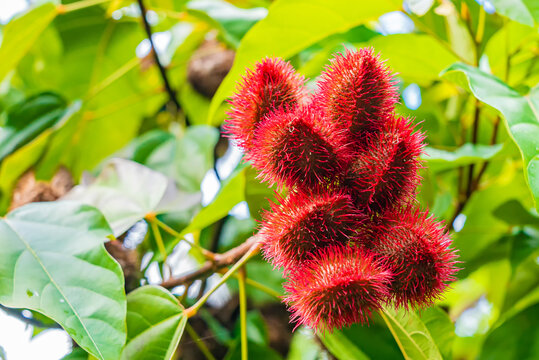 Close up of Bixa orellana or Anatto fruit tree in the forest Zanzibar, Tanzania