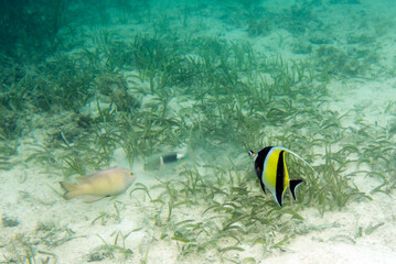 Fototapeta na wymiar View of zanclus cornutus fish