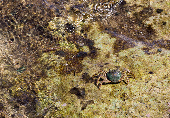 View of one Grapsus albolineatus