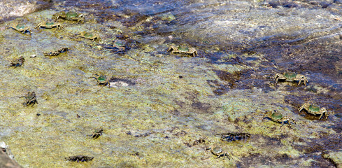 View of group of Grapsus albolineatus