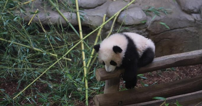 A baby panda is playing in the forest