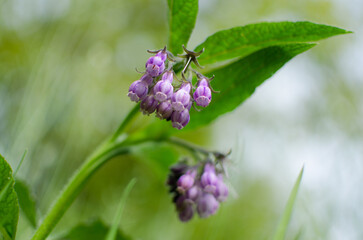 Symphytum officinale is a moderately poisonous perennial plant of the rough-leaved family, also known locally as ox tongue, comfrey, organelle.