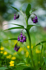 Symphytum officinale is a moderately poisonous perennial plant of the rough-leaved family, also known locally as ox tongue, comfrey, organelle.