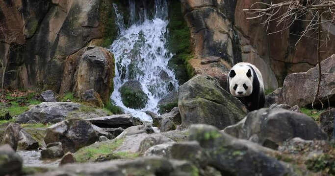 A panda walks in the forest